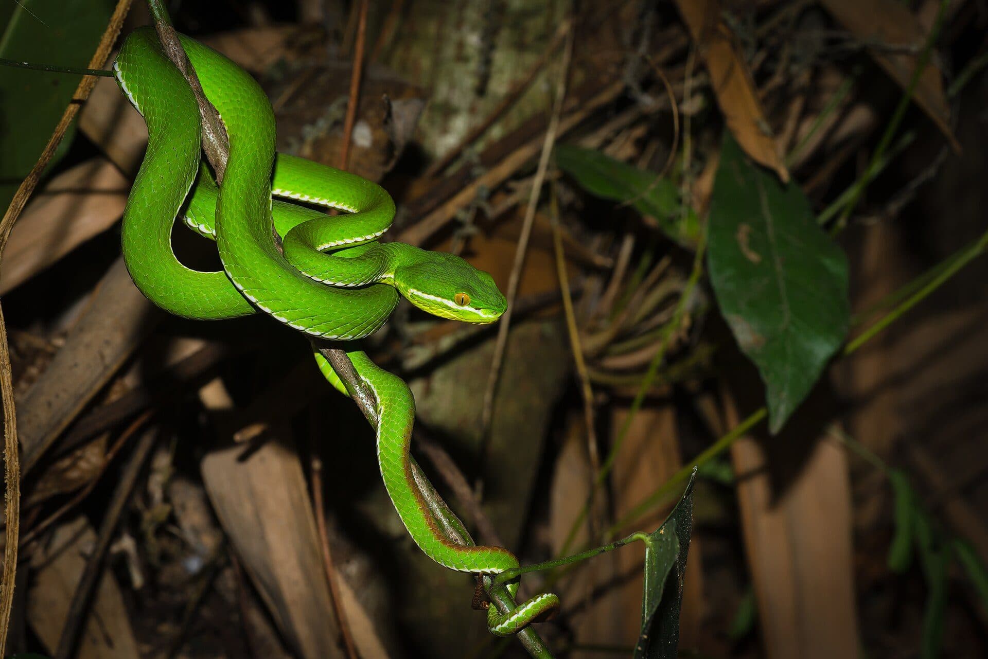 A bright green white-lipped pit viper coiled among dry leaves