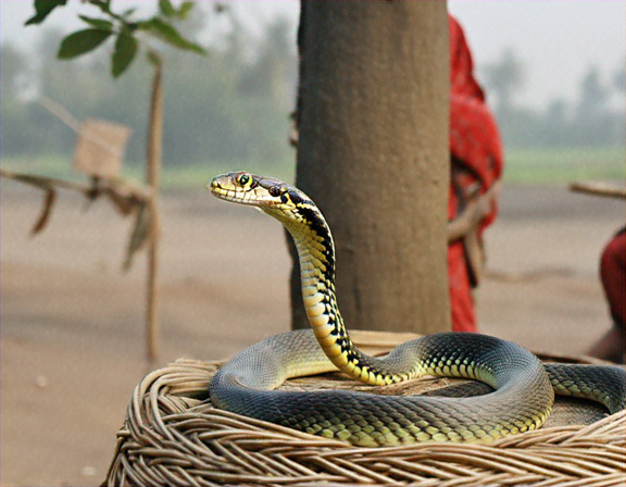 Safe Outdoor Practices